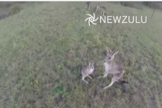 В Австралии кенгуру сбил надоевший ему беспилотник: опубликовано видео