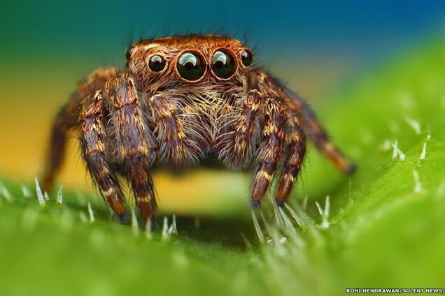 Страшная красота: пауки вблизи