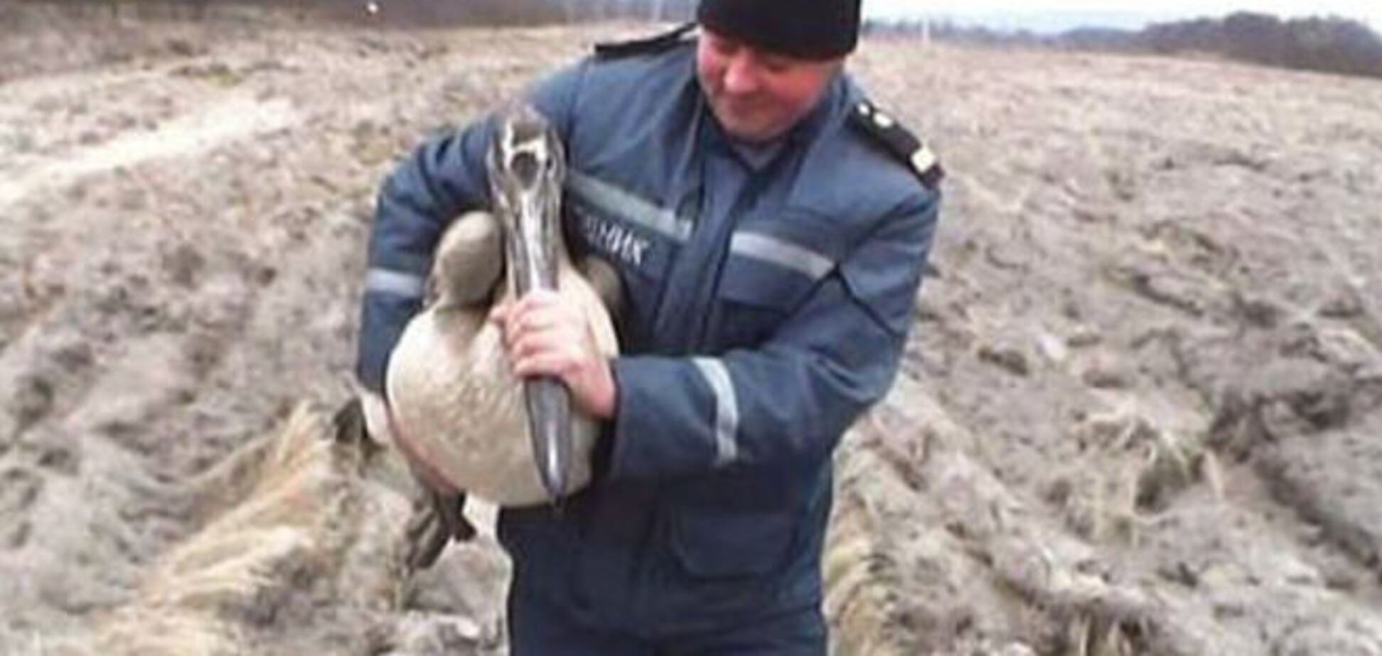 На речке под Житомиром спасли замерзающих розовых пеликанов