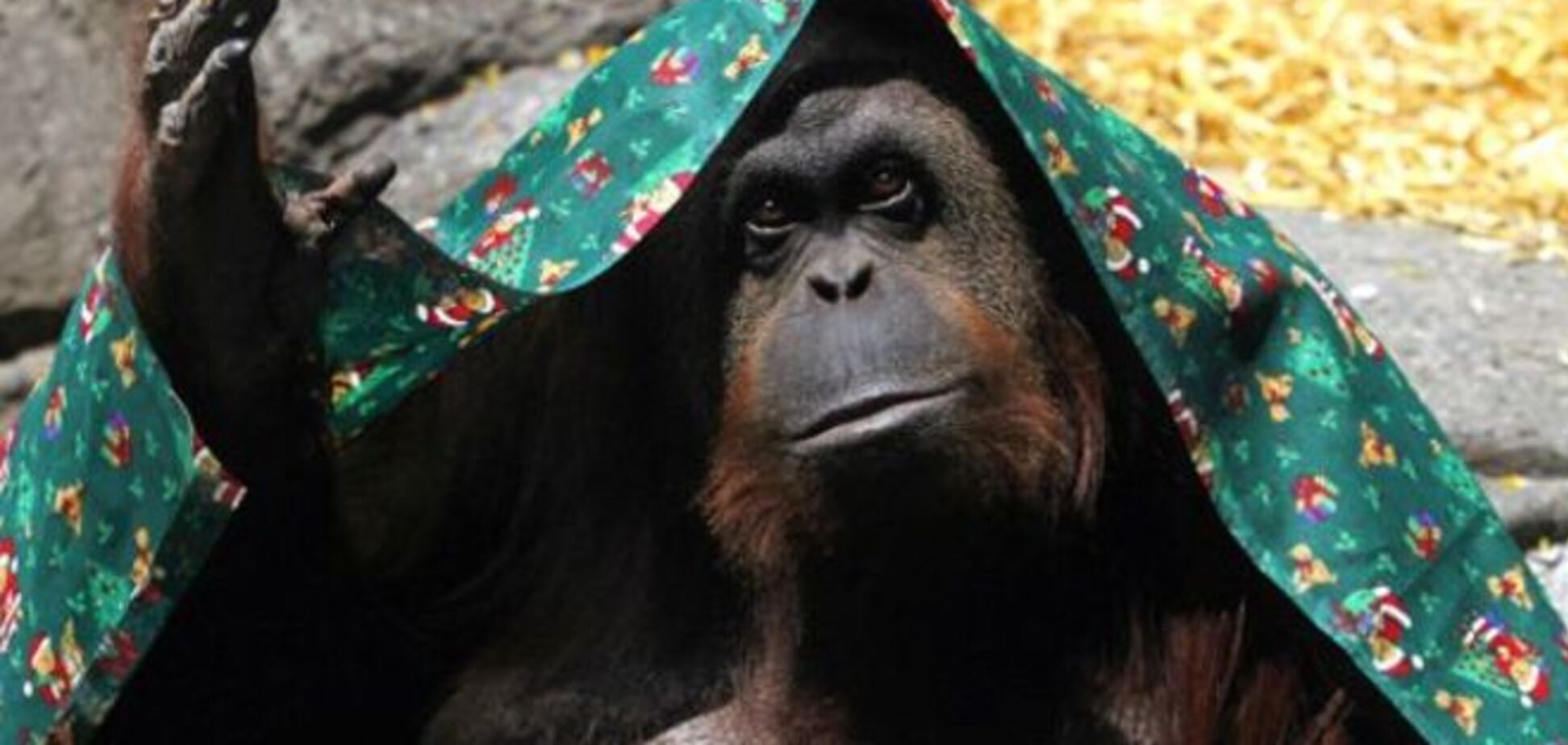 Суд наделил орангутанга человеческими правами