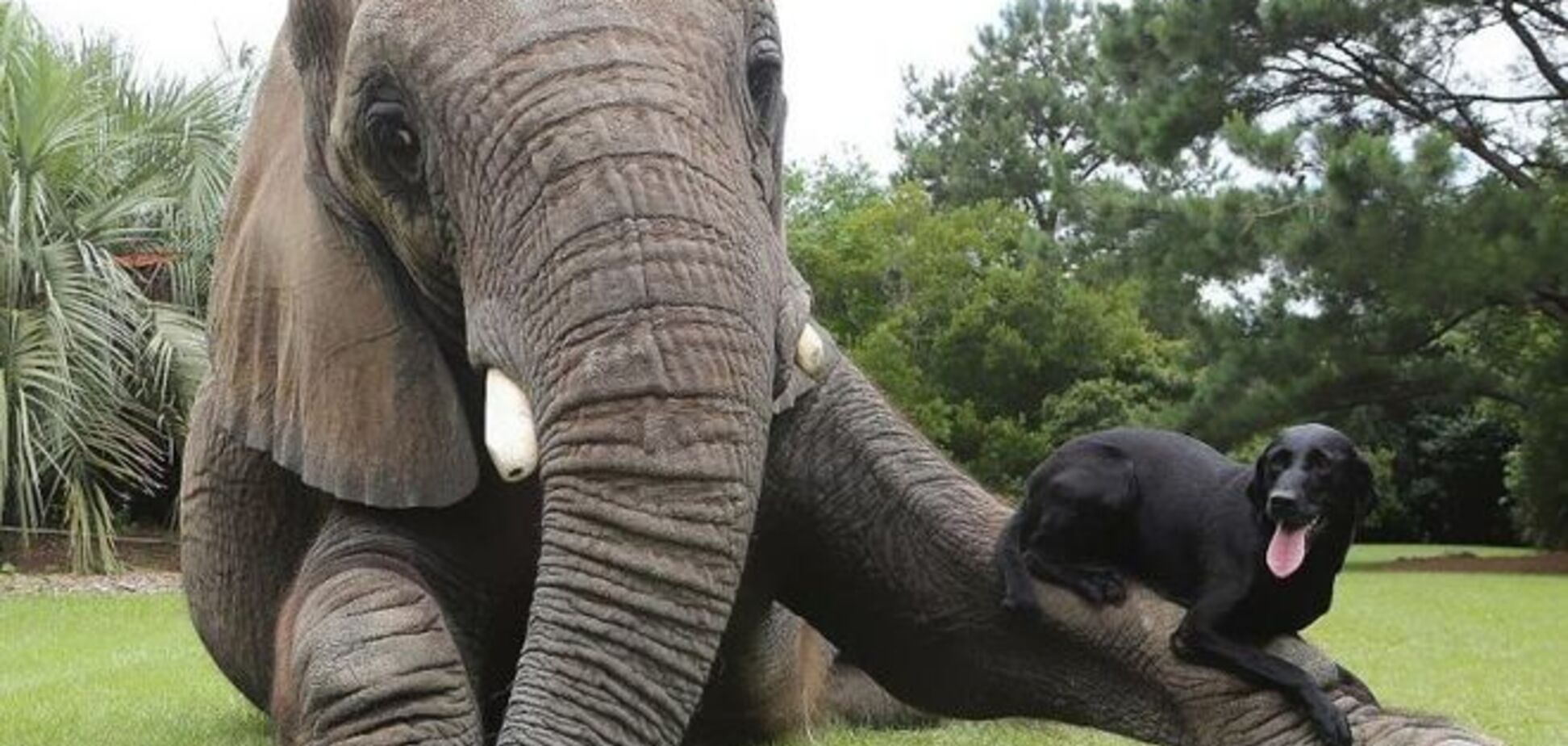 25 примеров удивительной и очень милой дружбы между животными разного вида