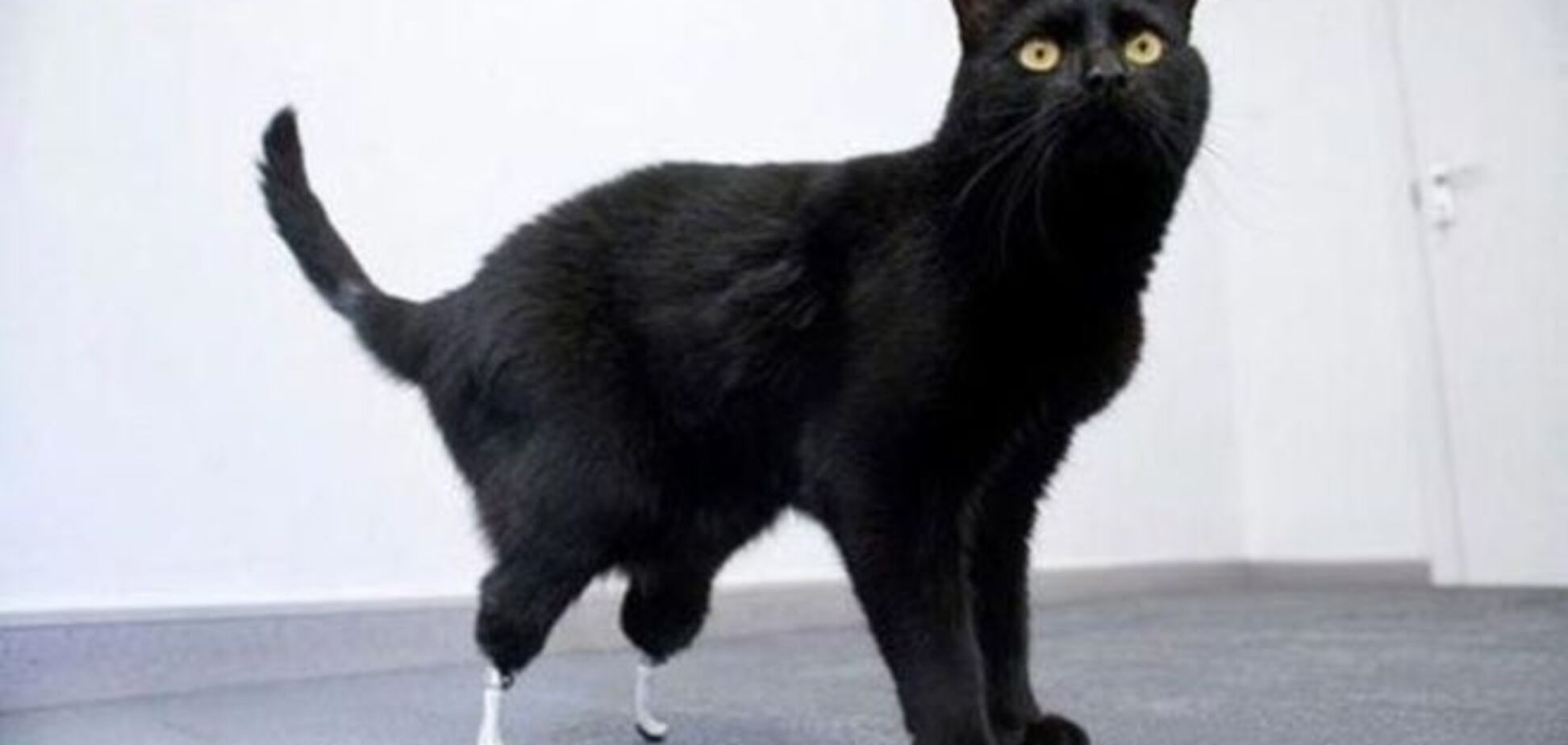 18 историй о животных, чья жизнь полностью изменилась благодаря протезам