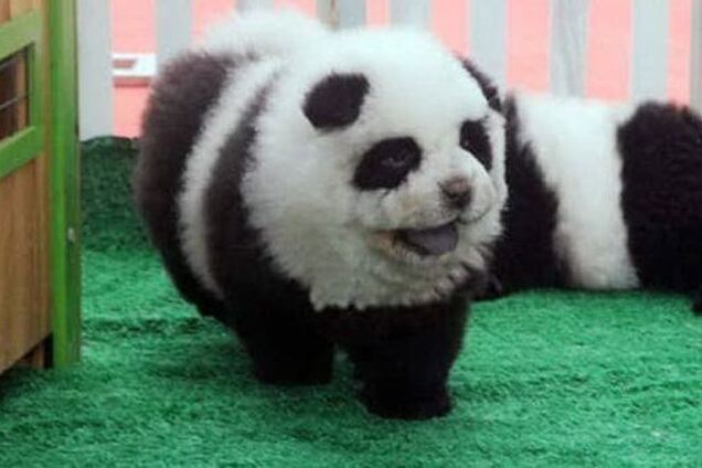 В Италии цирк выдавал разукрашенных собак за панд. Фотофакт