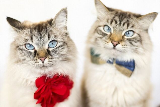 14 маскарадных костюмов самой милой пары котов в Instagram