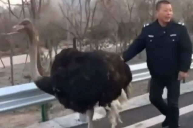 В Китае полиция 'арестовала' страуса-гонщика. Опубликовано видео
