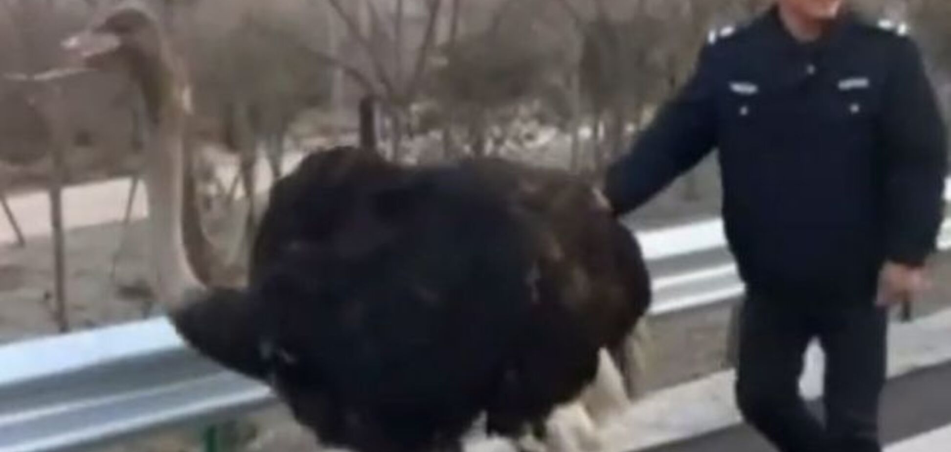 В Китае полиция 'арестовала' страуса-гонщика. Опубликовано видео