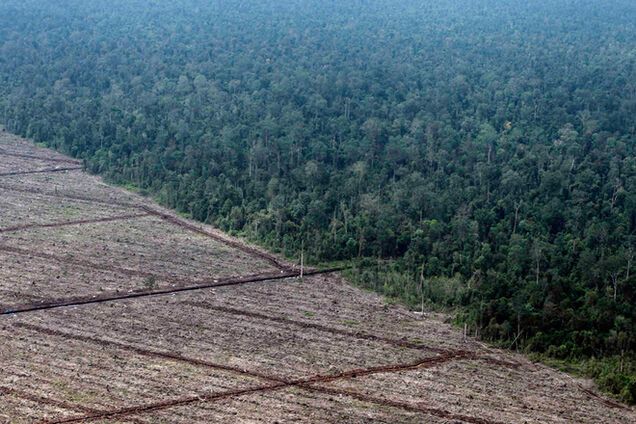 У Раду подано законопроект, що забороняє вирубку і вивіз української деревини за кордон