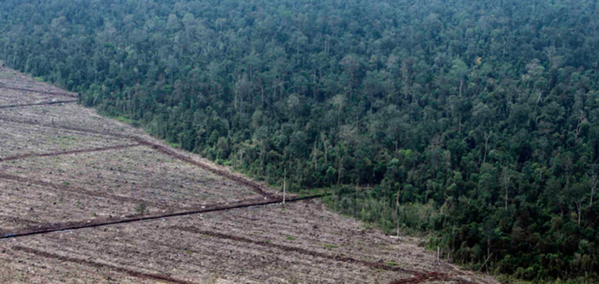 У Раду подано законопроект, що забороняє вирубку і вивіз української деревини за кордон