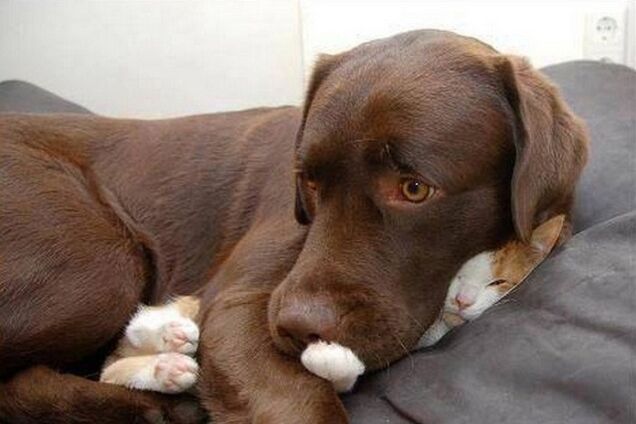 Фото котов, которые уснули в неподходящих местах