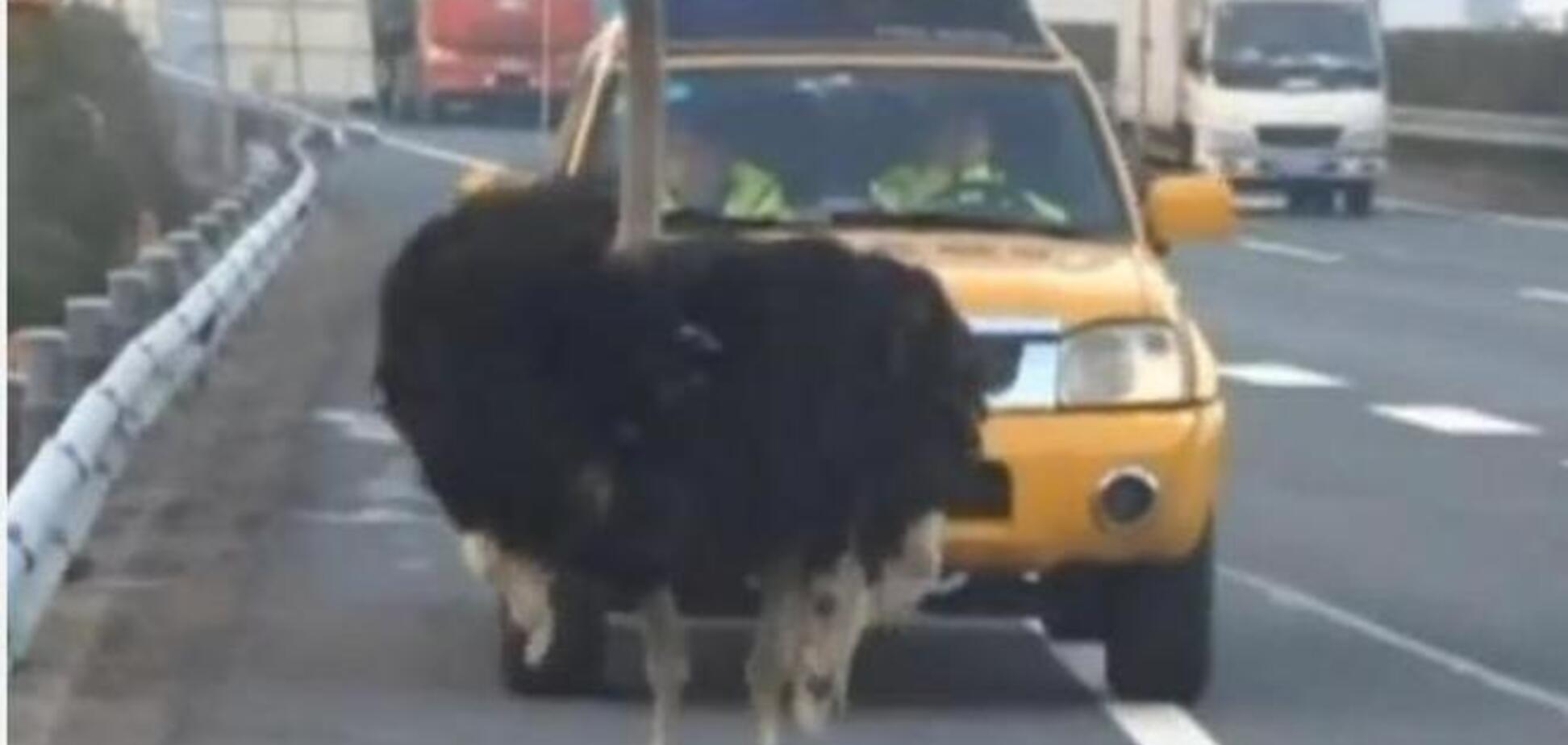 В Китае страус гонялся по дорогам наперегонки с грузовиком