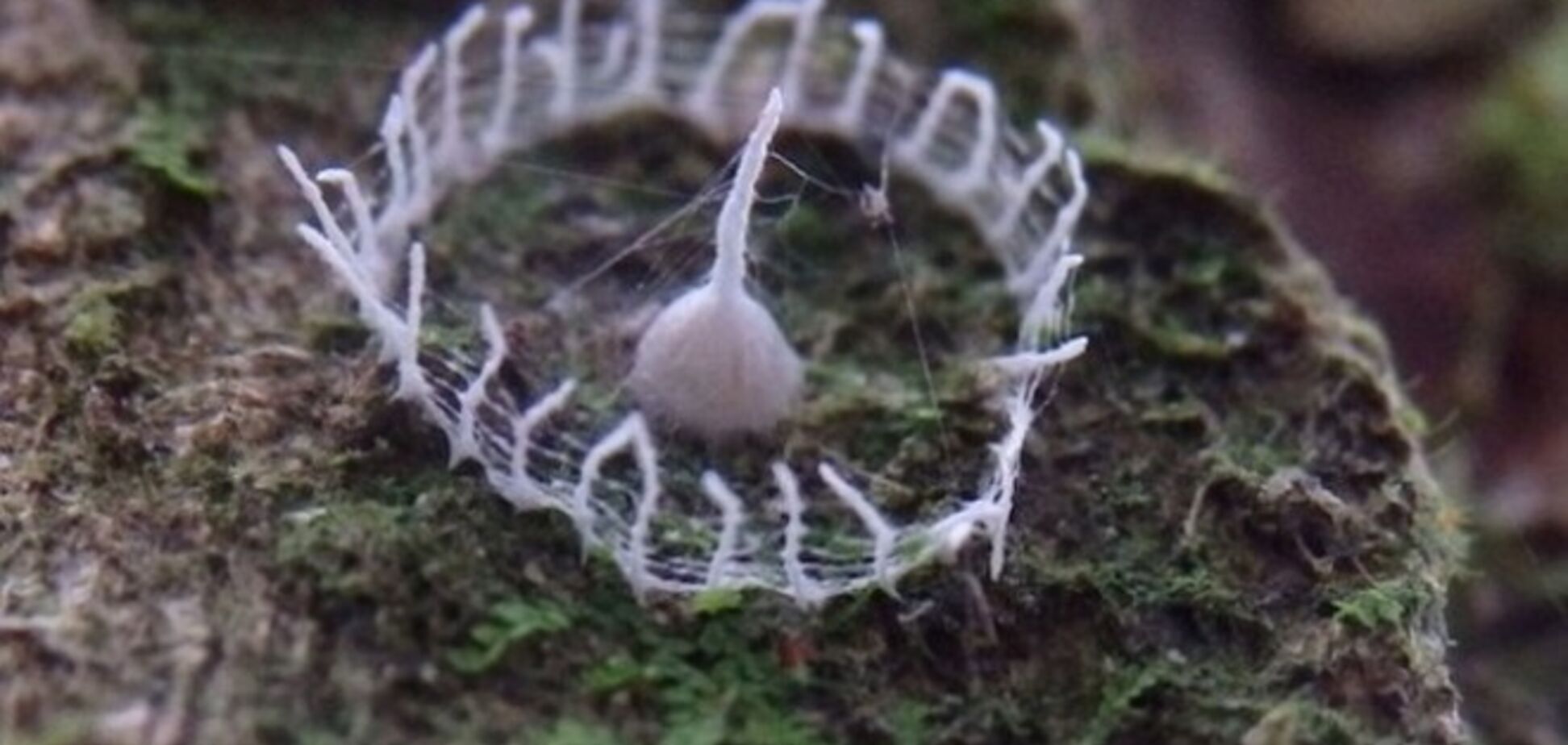 Странный кокон из паутины поставил ученых в тупик