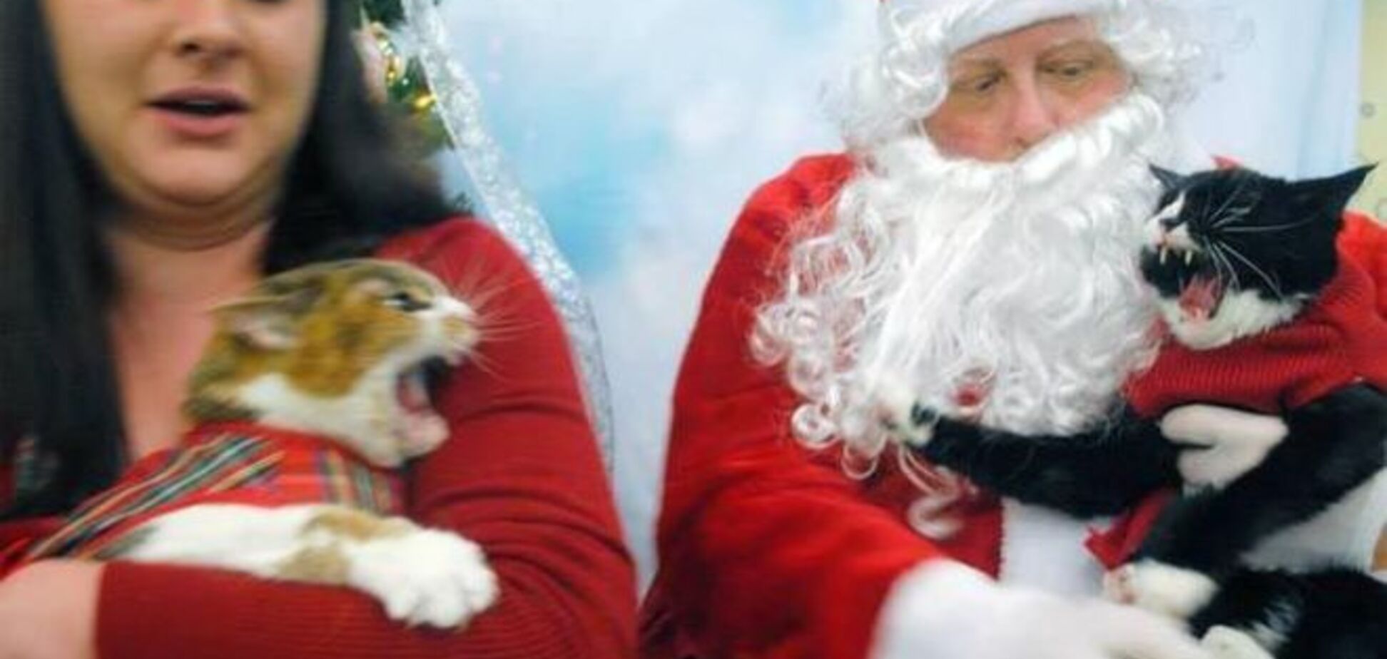 25 животных, которые точно не рады наступлению новогодних праздников