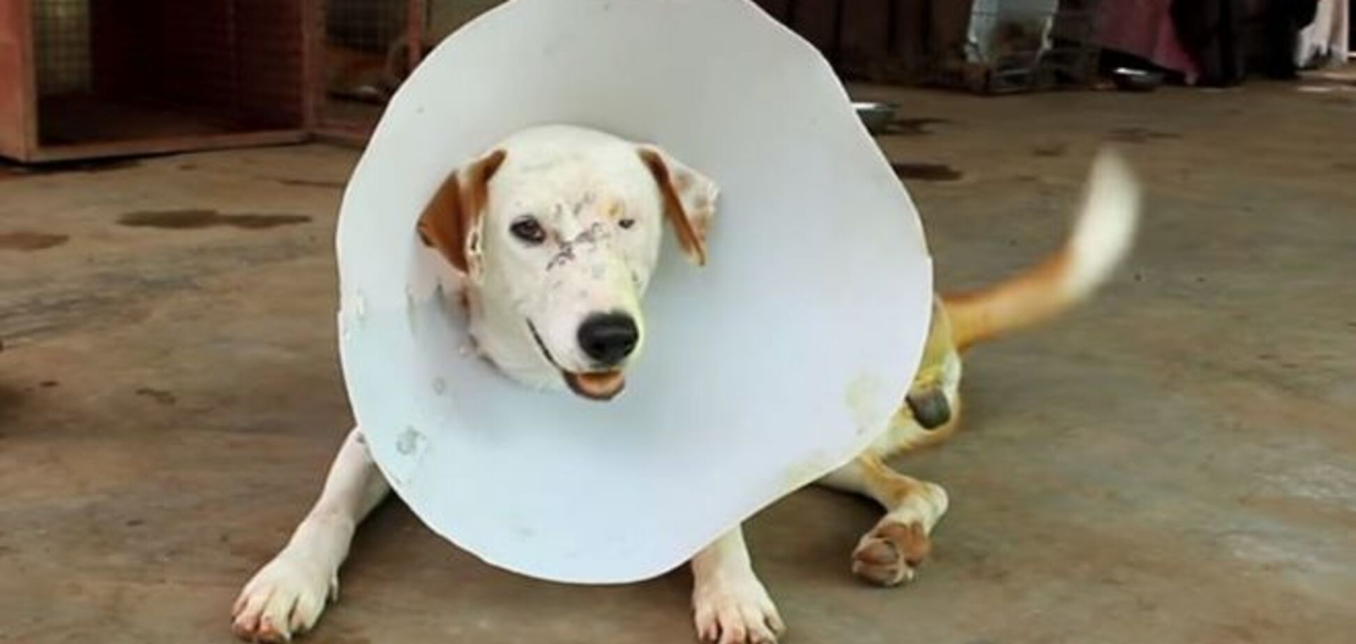 Трогательна история искалеченной собаки с оторванной лапой