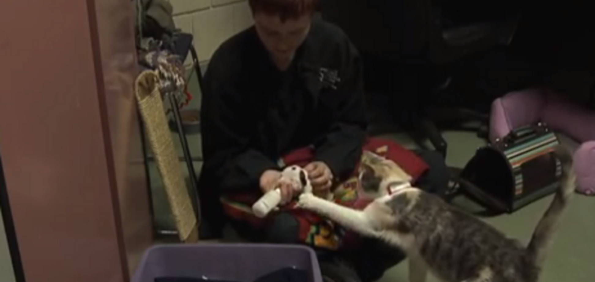Кошка кормит щенка, которго бросила мать