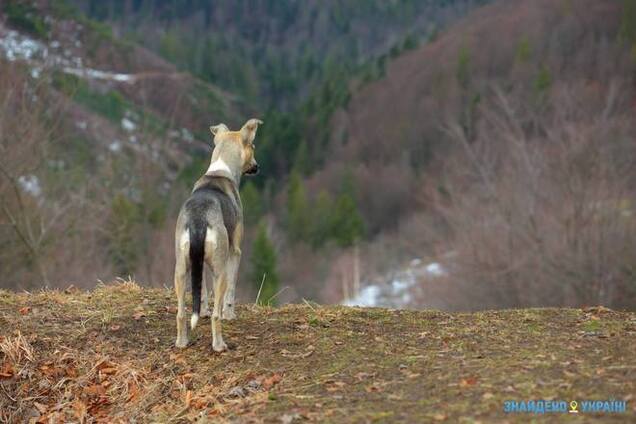 Буковинская Вижниця – село, где начинаются Карпаты