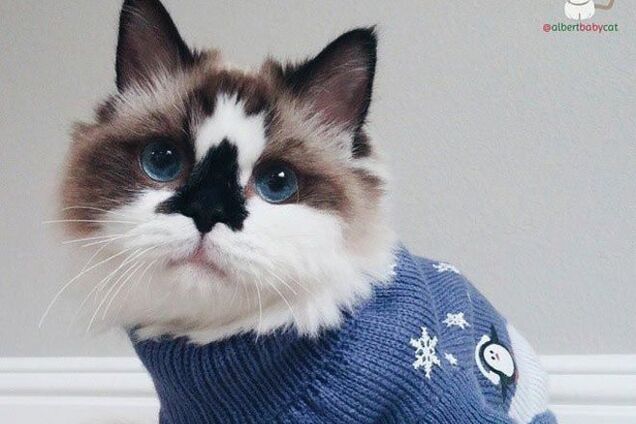 Голубоглазый котик Альберт в новогодних свитерах - самое милое животное 