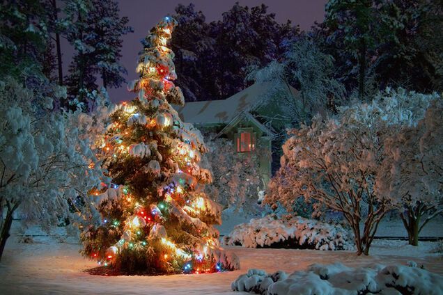 Ученые решили спасать новогодние елки от 'облысения'