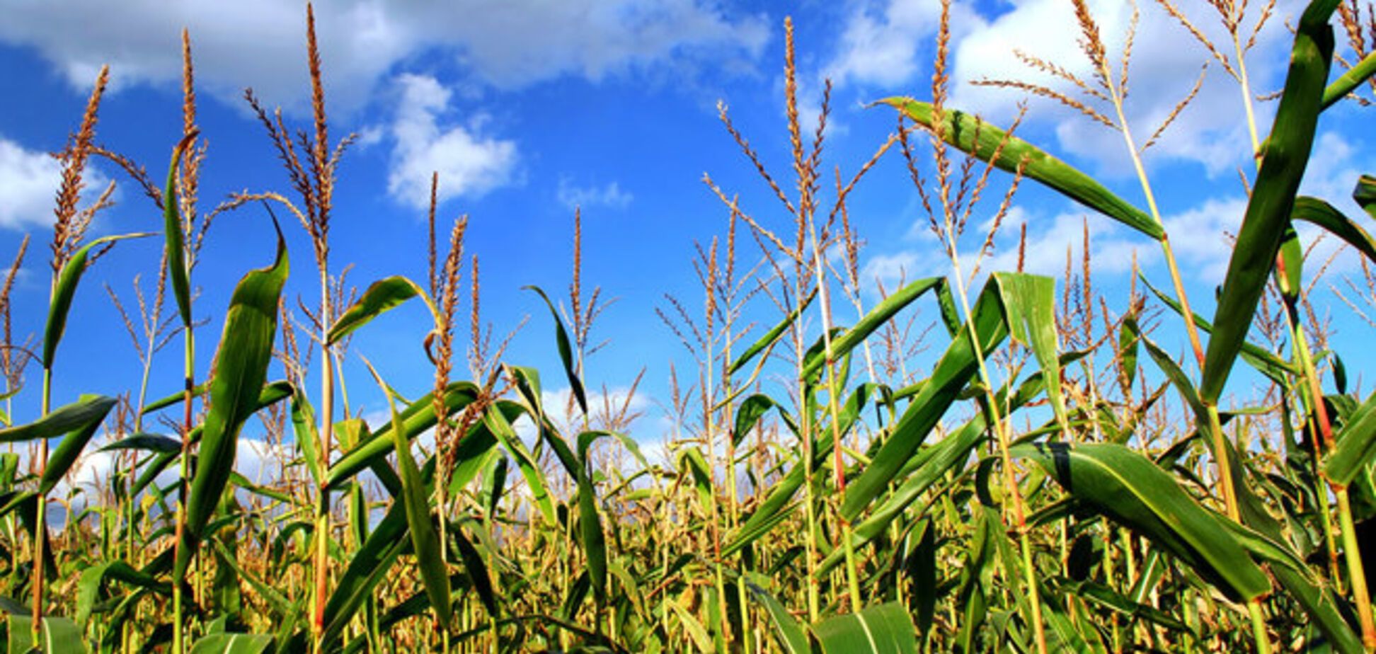 UKRLANDFARMING начал экспорт кукурузы в Китай