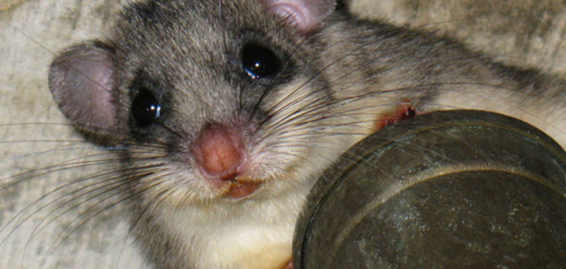 10 самых странных блюд из старых поваренных книг