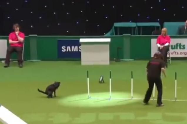 Смешные случаи 'провалов' на собачьих соревнованиях