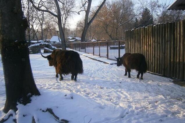 В киевском зоопарке появились новые животные: опубликованы фото