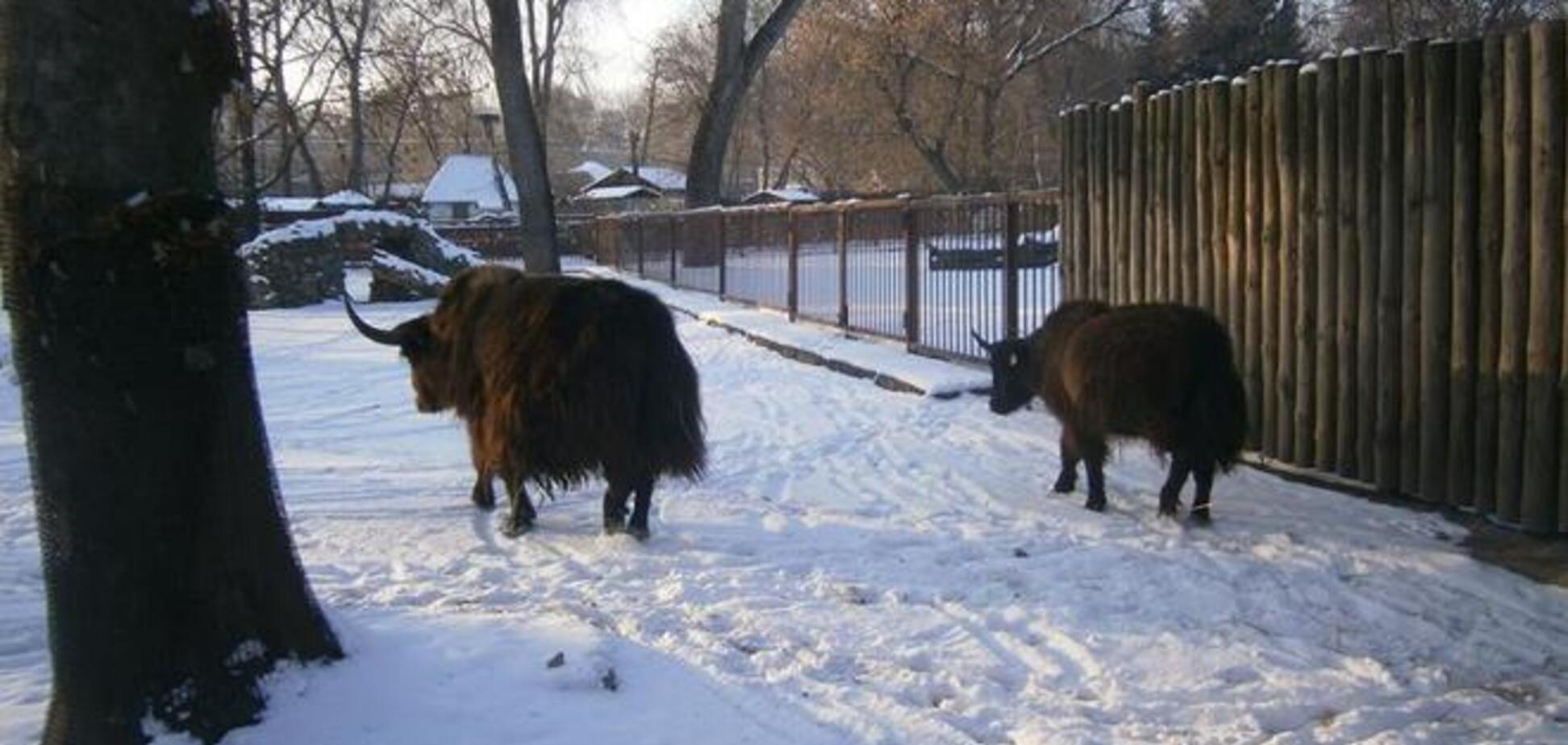 У київському зоопарку з'явилися нові тварини: опубліковано фото