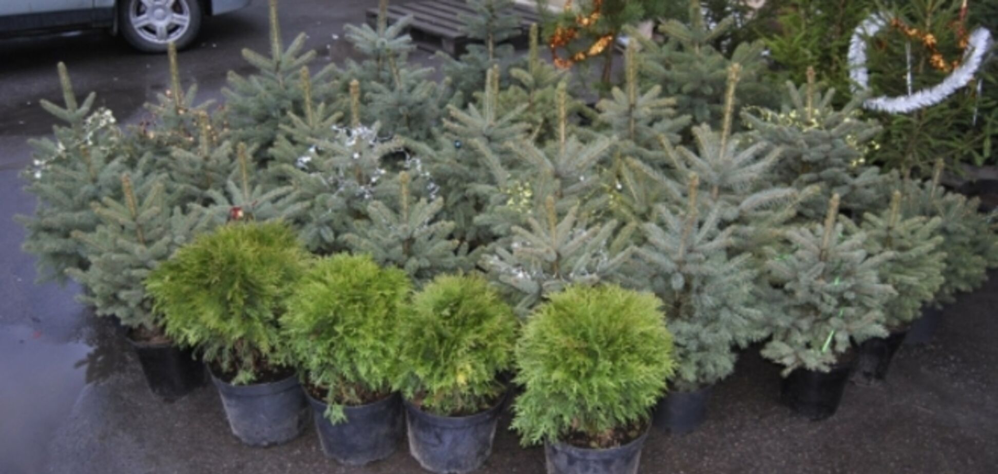 В Киеве предлагают аренду елки на три дня