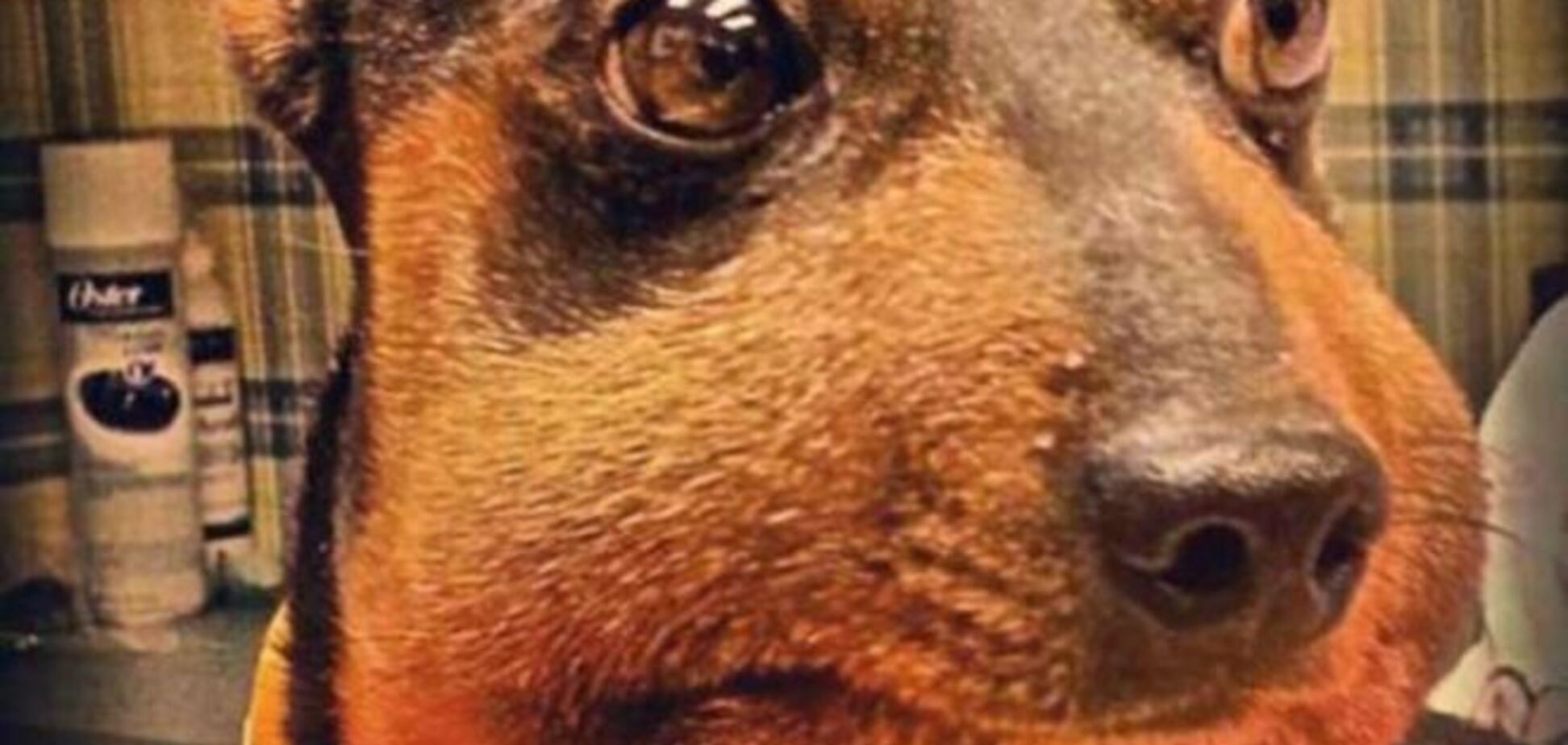 20 снимков собак, которые не сумели подружиться с пчелами