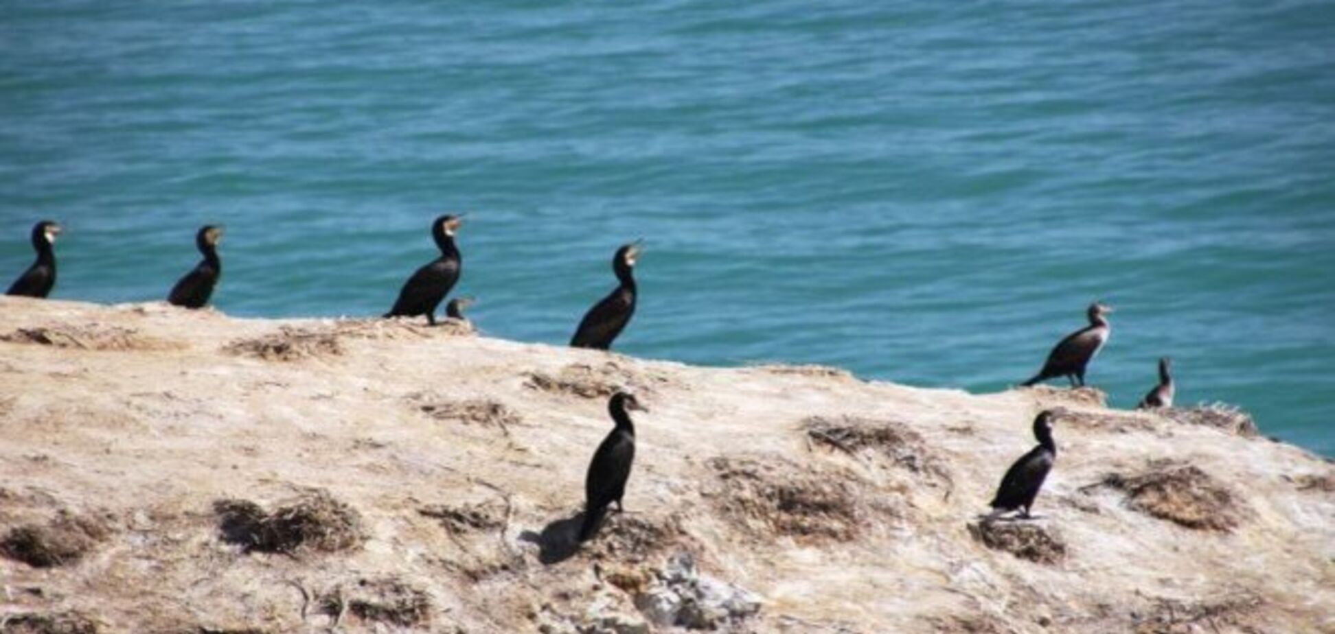 Дикие острова, населенные только животными