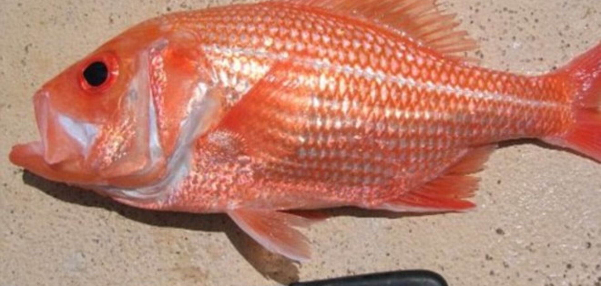 Біля берегів Австралії виловили найстарішу рибу в світі: унікальні фото