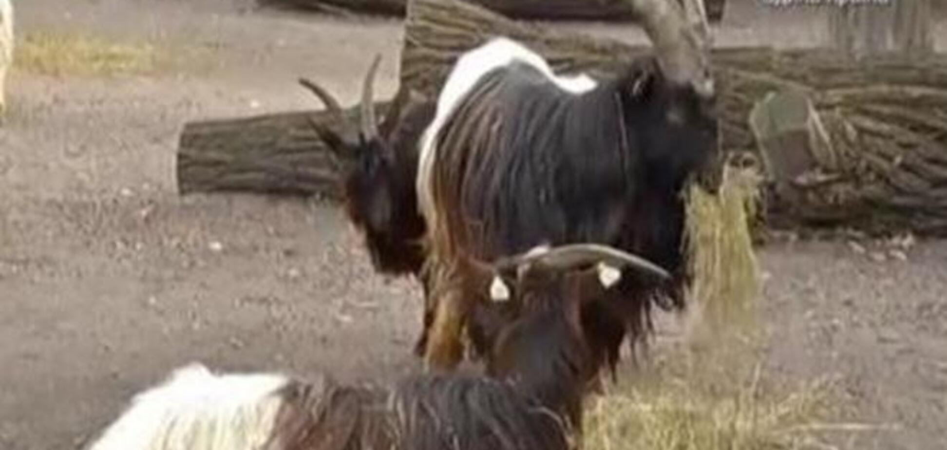 В киевском зоопарке появились двухцветные козы