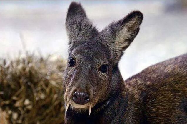 14 самых невероятных животных 2014 года