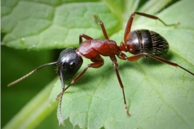 Научно доказана польза муравьев и пауков для человека