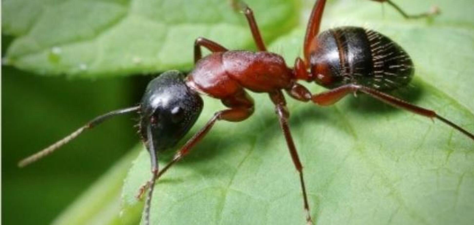 Научно доказана польза муравьев и пауков для человека