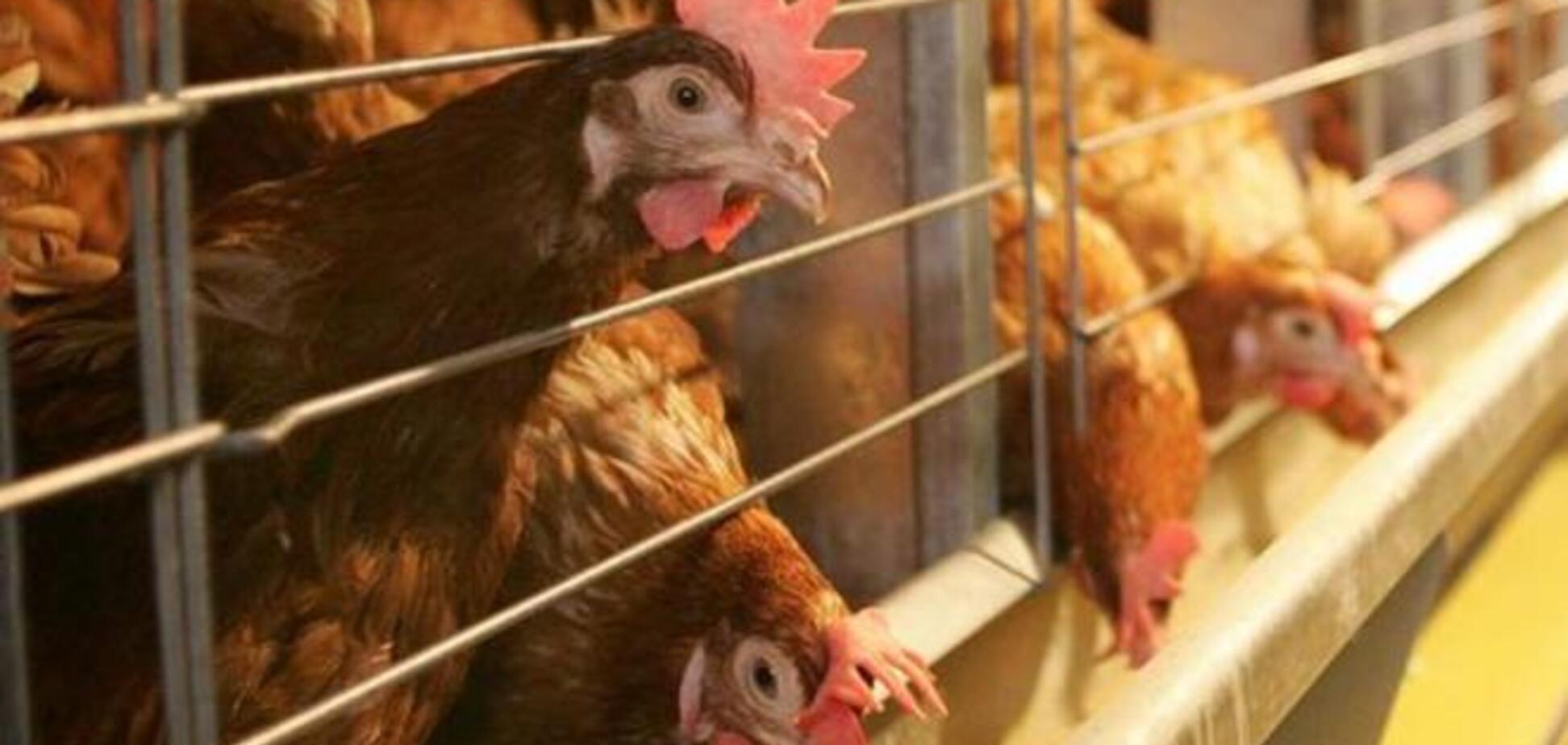 Россия ввела ограничения на поставку мяса птицы из США