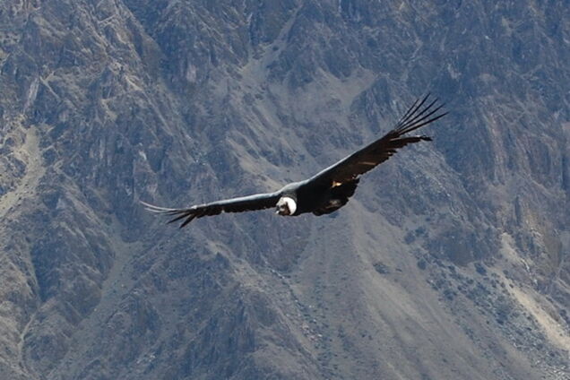 Самый глубокий каньон в мире, где обитают гигантские птицы