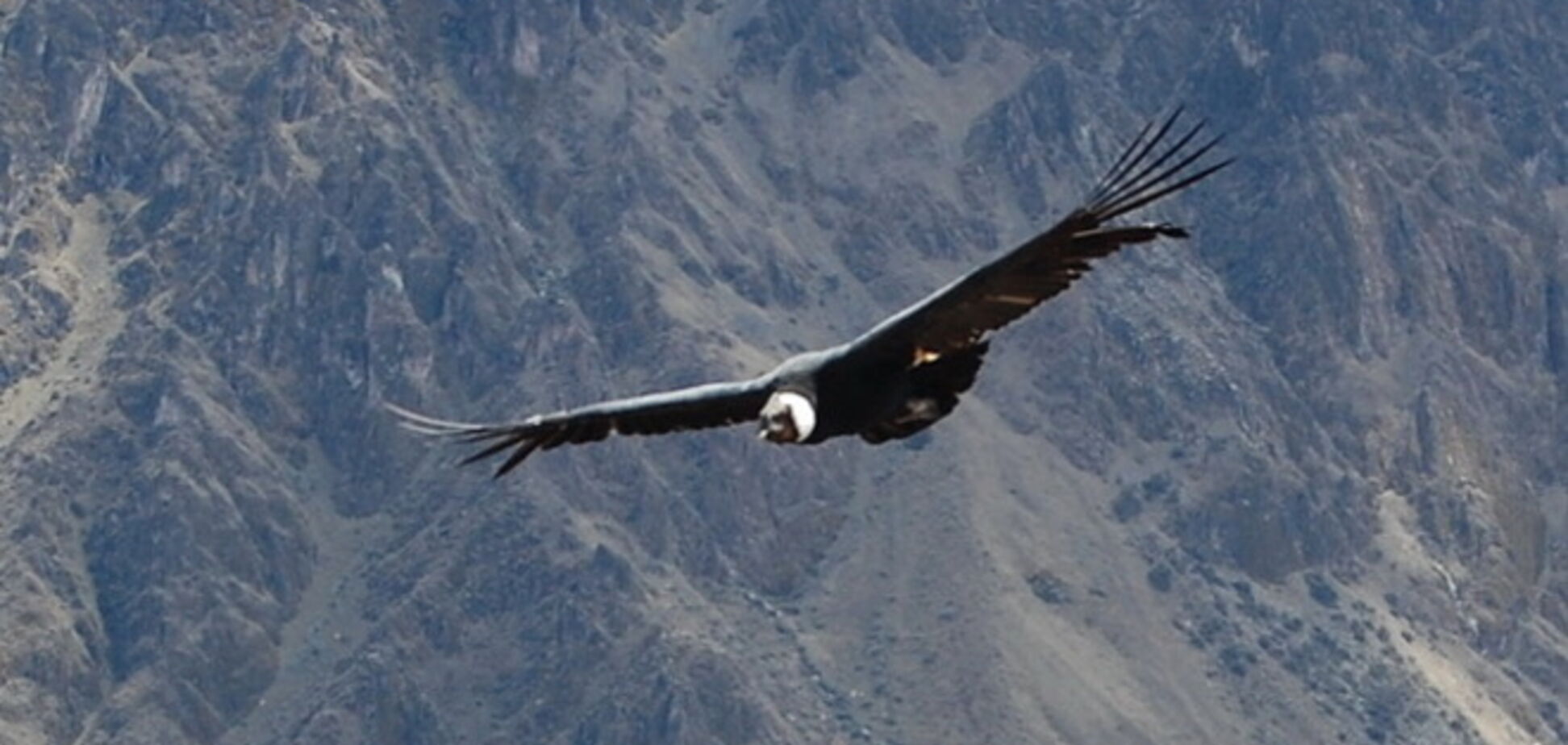 Самый глубокий каньон в мире, где обитают гигантские птицы