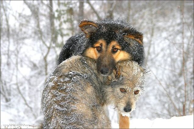 В Луганске боевики 'ЛНР', опекающие питерского живодера, решили перестрелять всех бродячих собак