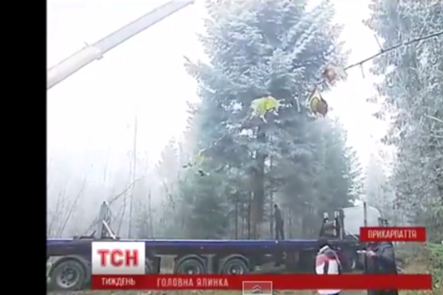 Появилось видео приключений главной ёлки страны по пути в Киев