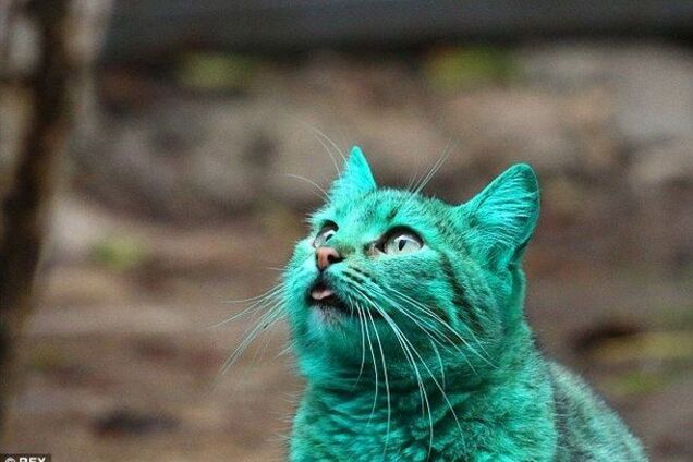 В Болгарии нашли удивительного зеленого кота