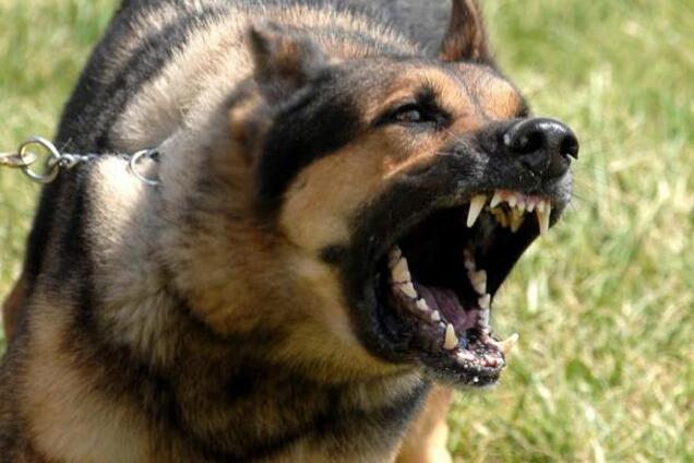 В Киеве овчарка напала на школьницу