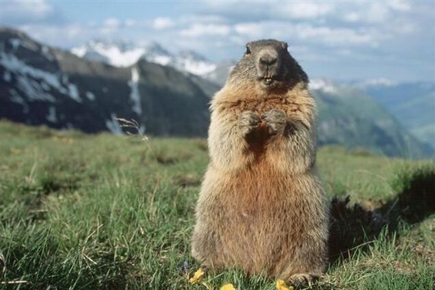 В США отмечают традиционный День сурка