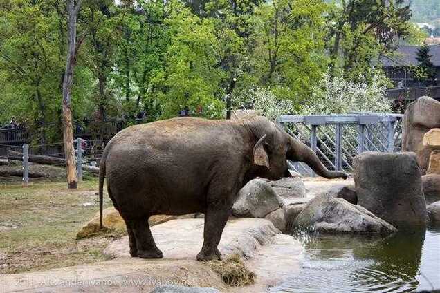 Дикие слоны затоптали туристов в Китае
