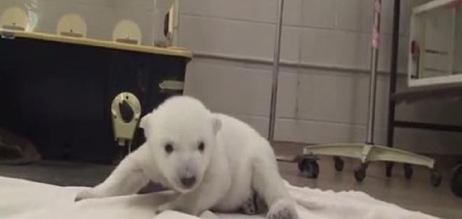 Опубликовано видео первых шагов спасенного медвежонка