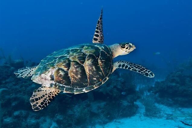 Скандал в киевском зоопарке: директора могут уволить из-за черепахи