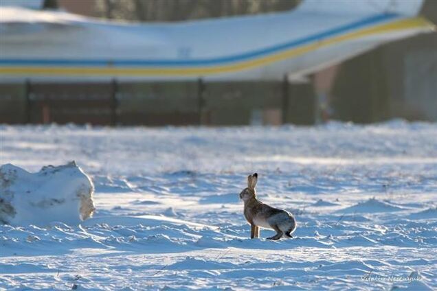 В аэропорту 'Киев' сфотографировали смелого зайца