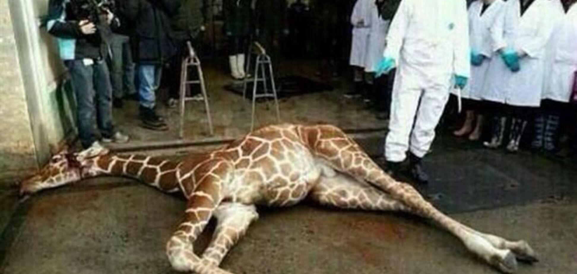 У Києві пікетують посольство Данії через вбитого дитинчати жирафа