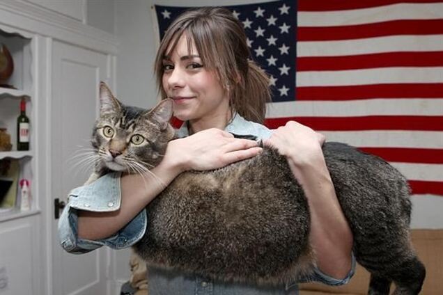 Пара из Бостона приютила огромного кота-звезду интернета
