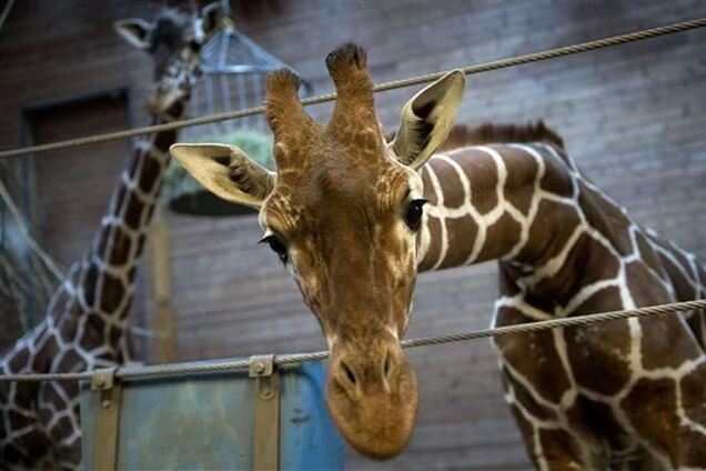 Ежегодно в зоопарках Европы убивают тысячи животных