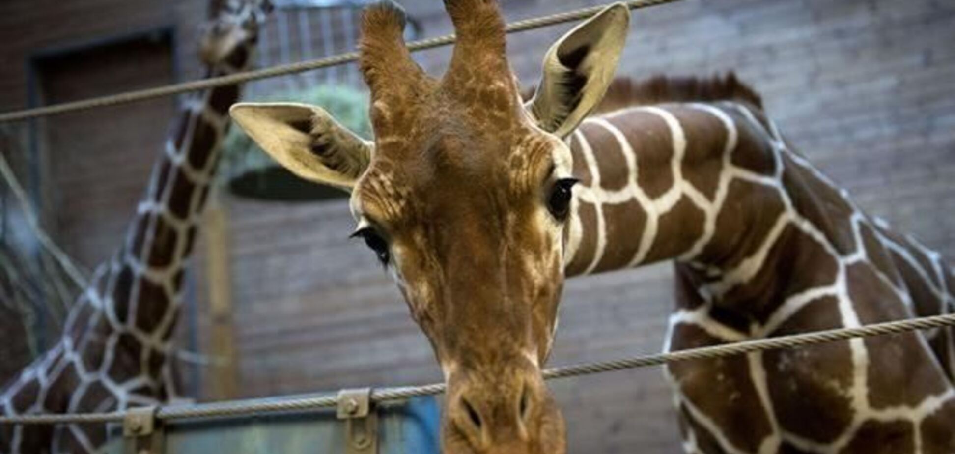 Щорічно в зоопарках Європи вбивають тисячі тварин